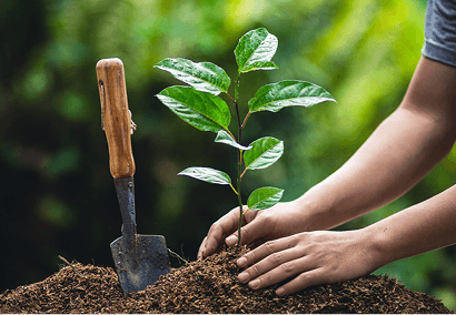 Trees planted by Aungsha